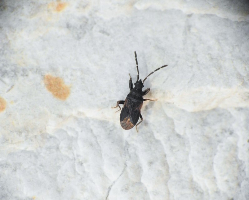 Taphropeltus