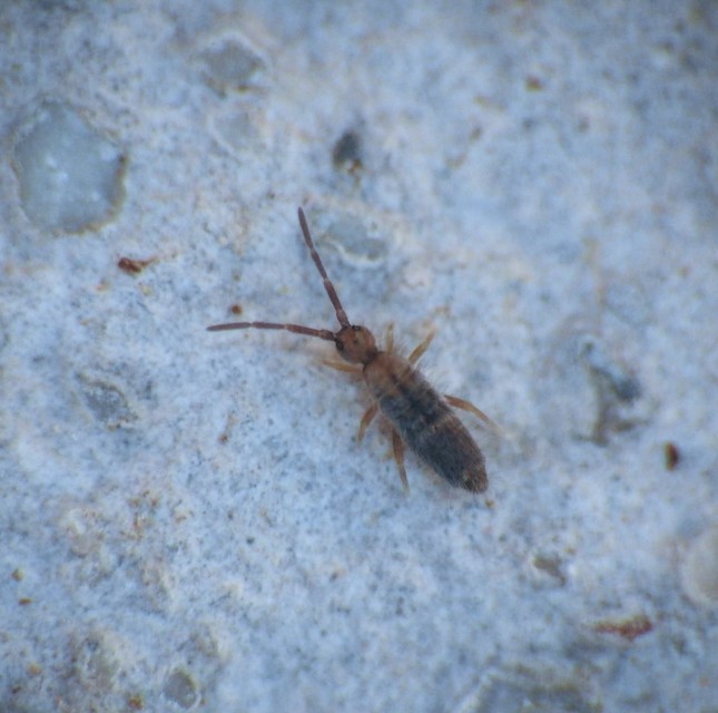 Collembola - Ugróvillások