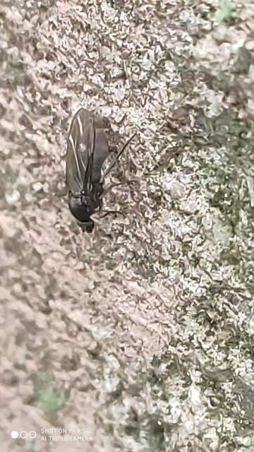 Phoridae - púposlégyfélék