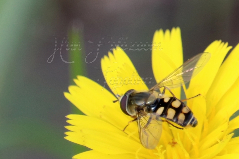 Eupeodes