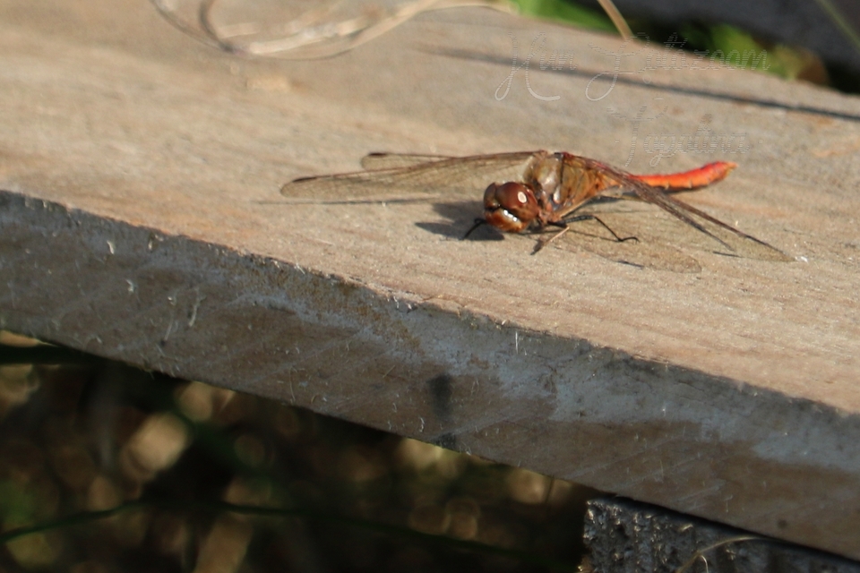 Sympetrum vulgatum - barkós katona-szitakötő