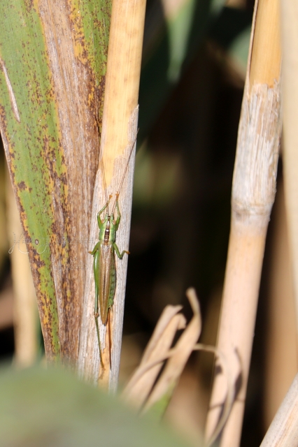 Conocephalus fuscus - kis kúpfejűszöcske
