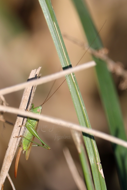 Conocephalus fuscus - kis kúpfejűszöcske