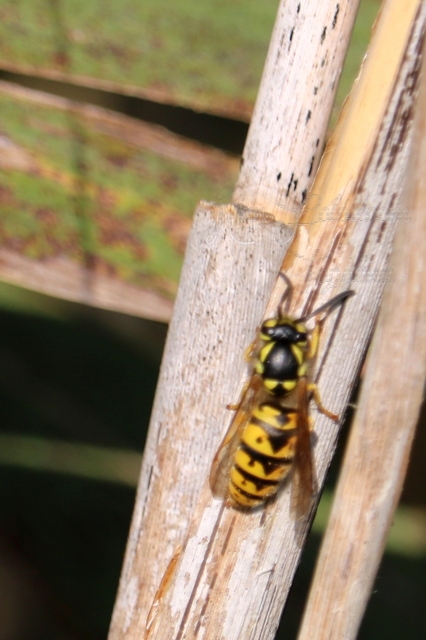 Vespula germanica - német darázs