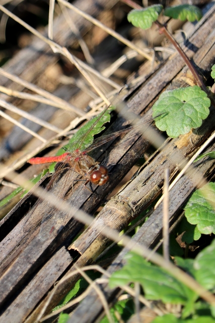 Sympetrum vulgatum - barkós katona-szitakötő