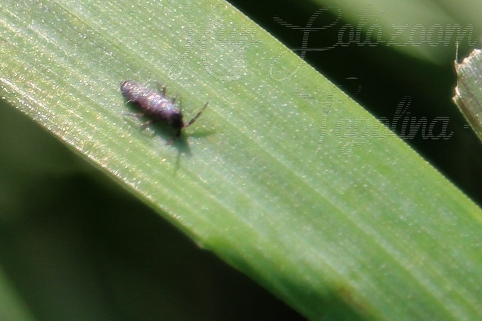 Collembola - Ugróvillások