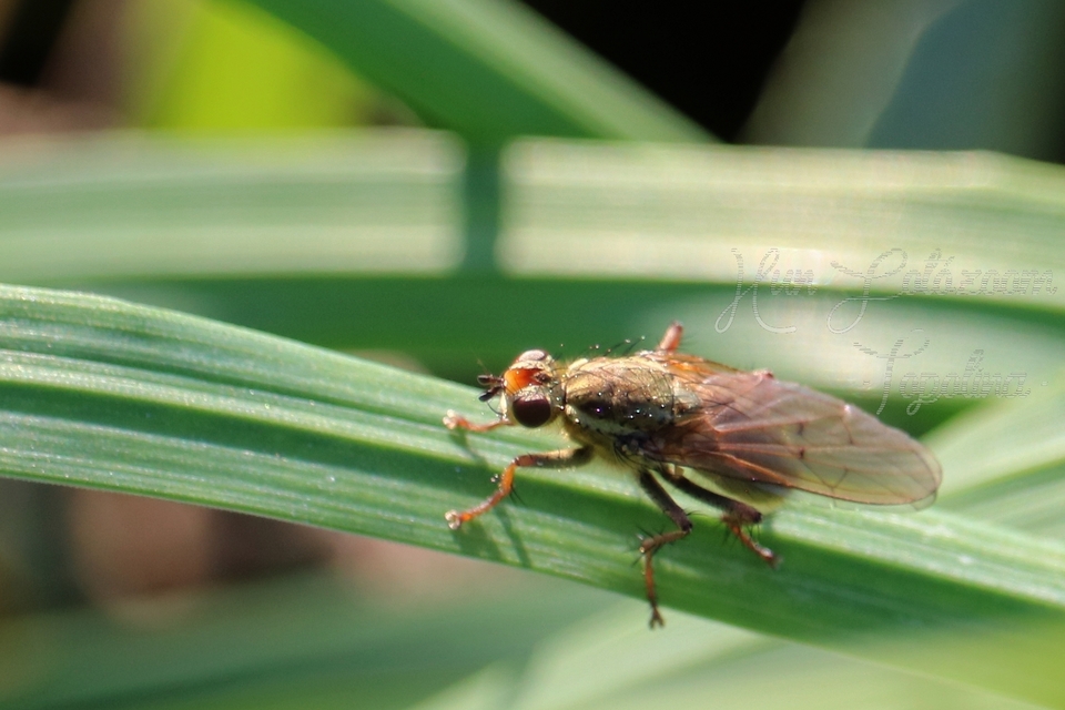 Scathophaga stercoraria - közönséges trágyalégy