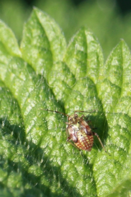 Lygus pratensis - változó mezeipoloska