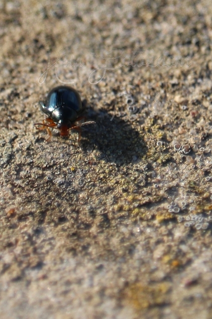 Psylliodes chrysocephala - repce-földibolha