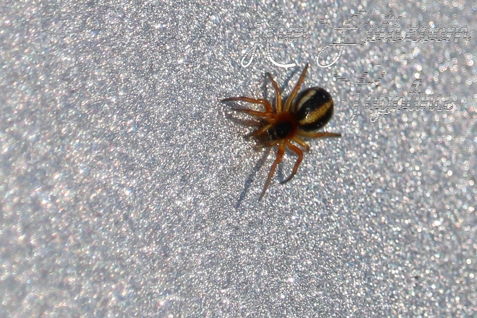 Hypsosinga pygmaea - törpe keresztespók