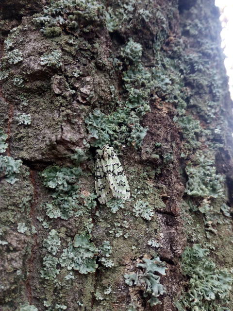 Griposia aprilina - őszi zöldbagoly