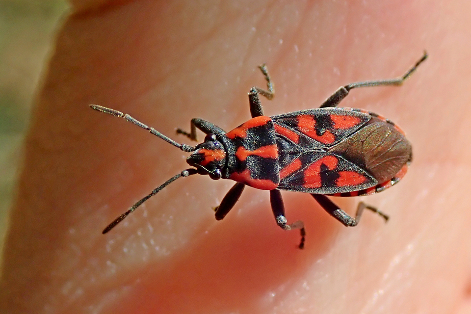 Spilostethus saxatilis - virágbodobács