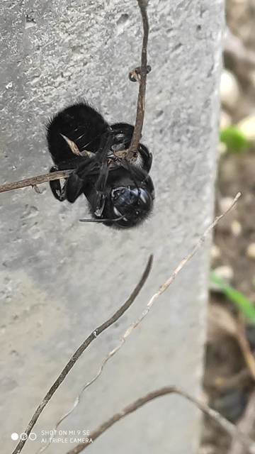Xylocopa valga - gyakori fadongó