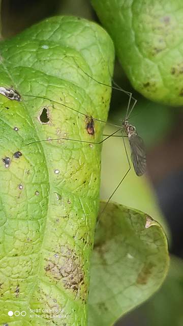 Trichocera