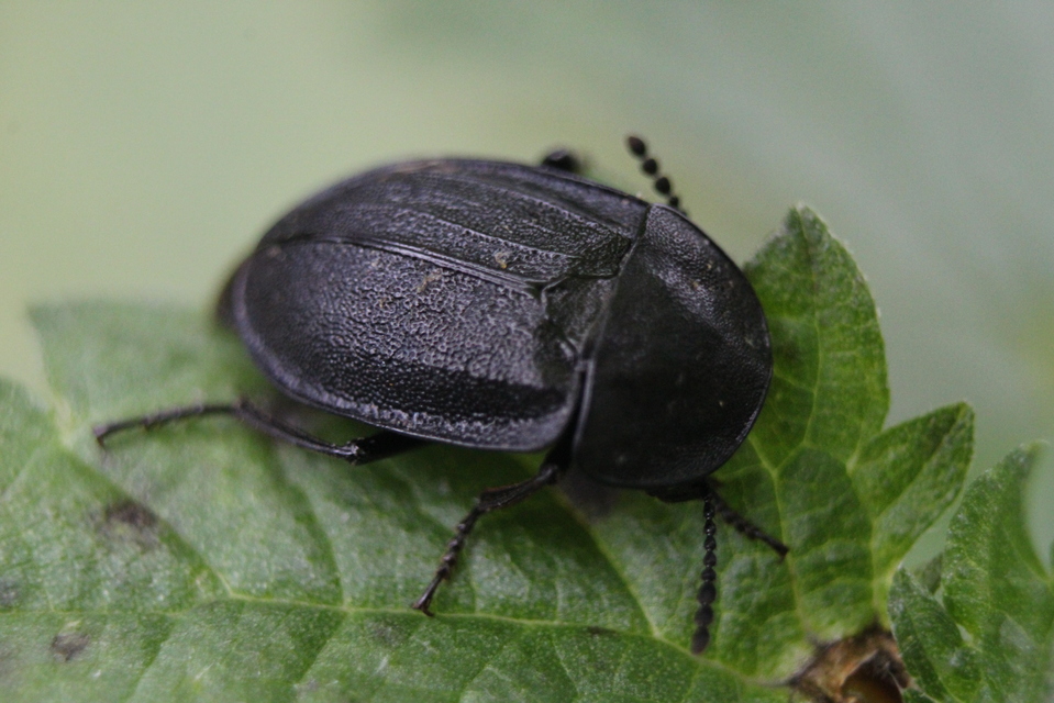 Phosphuga atrata - bordás csigarabló