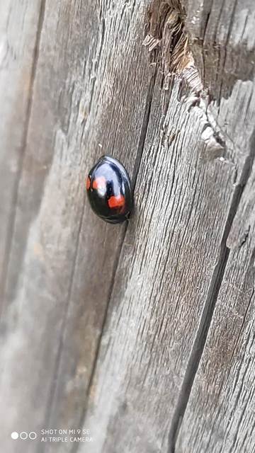 Exochomus quadripustulatus - négyfoltos szerecsenkata