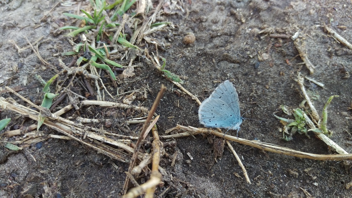 Celastrina argiolus - bengeboglárka