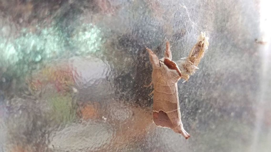 Clostera curtula - rövidszárnyú levélszövő