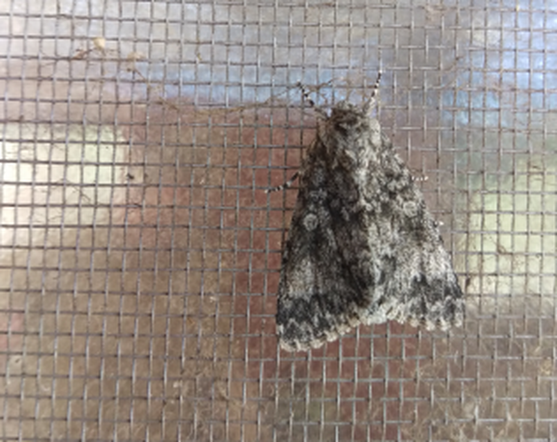 Acronicta megacephala - nagyfejű szigonyosbagoly