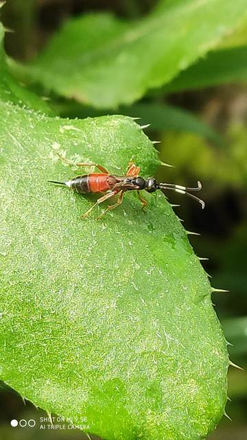 Giraudia grisescens