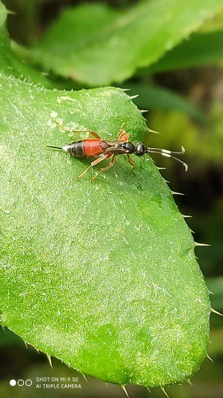 Giraudia grisescens