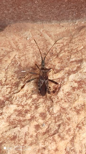Leptoglossus occidentalis - nyugati levéllábú poloska