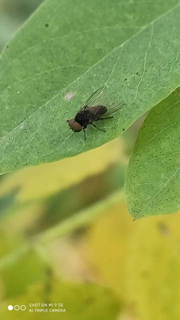 Platypezidae - kormoslegyek