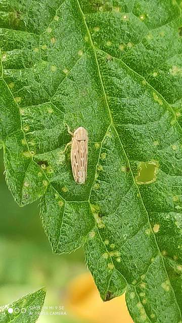 Psammotettix alienus