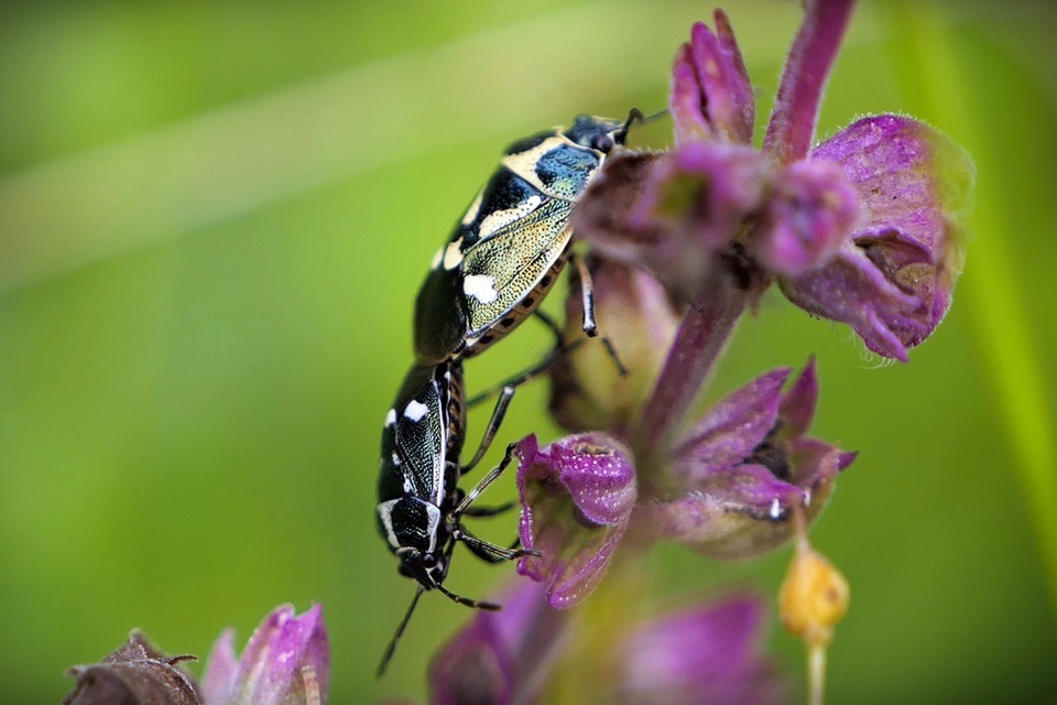 Eurydema oleracea - paréjpoloska Eurydema oleracea - paréjpoloska