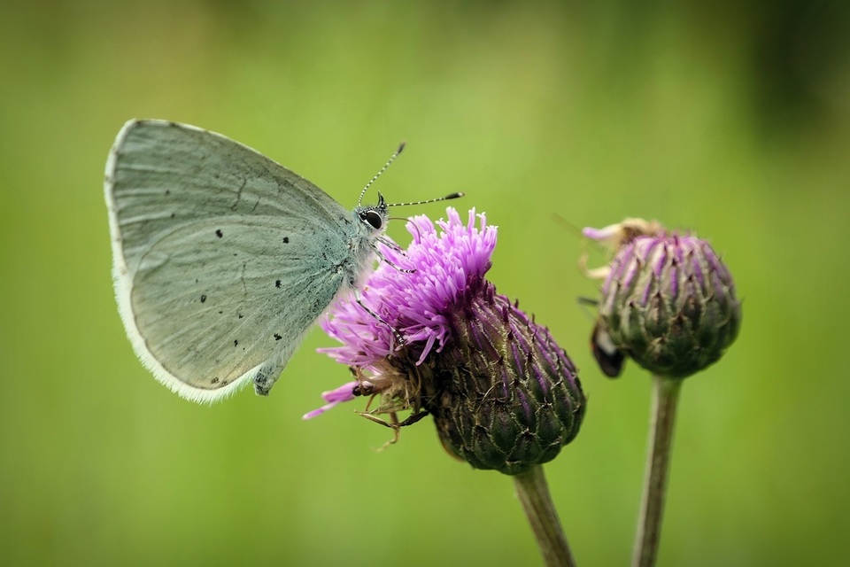 Celastrina argiolus - bengeboglárka