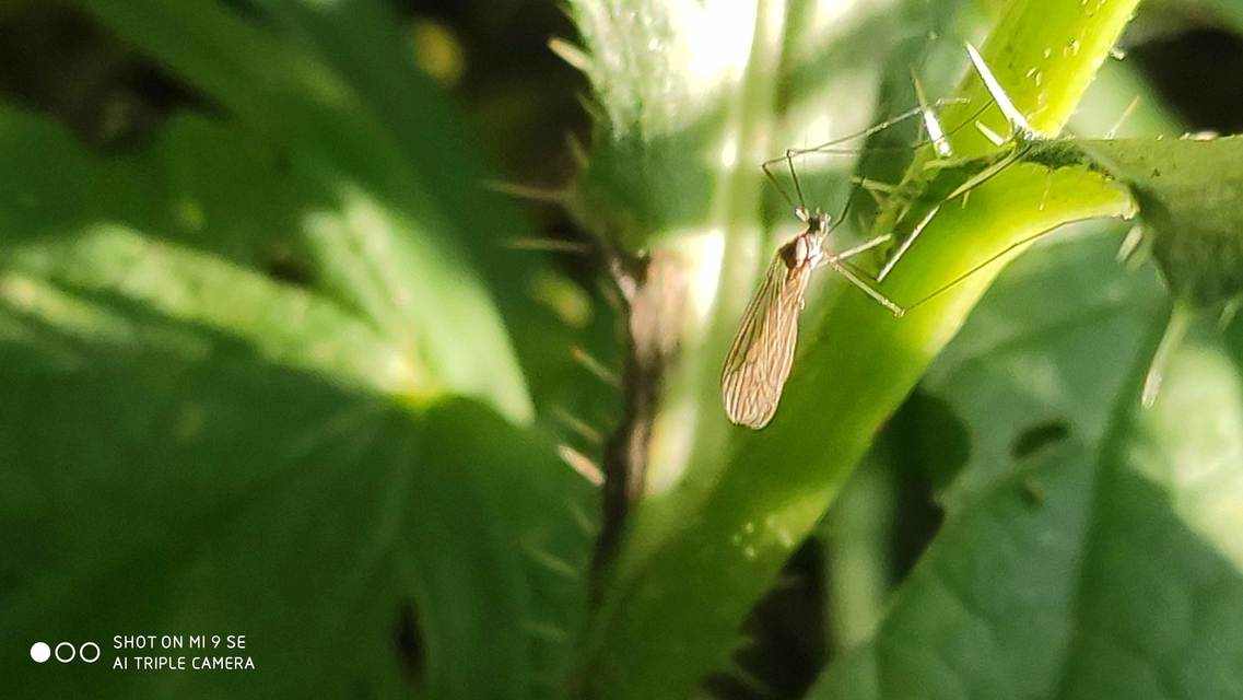 Trichocera