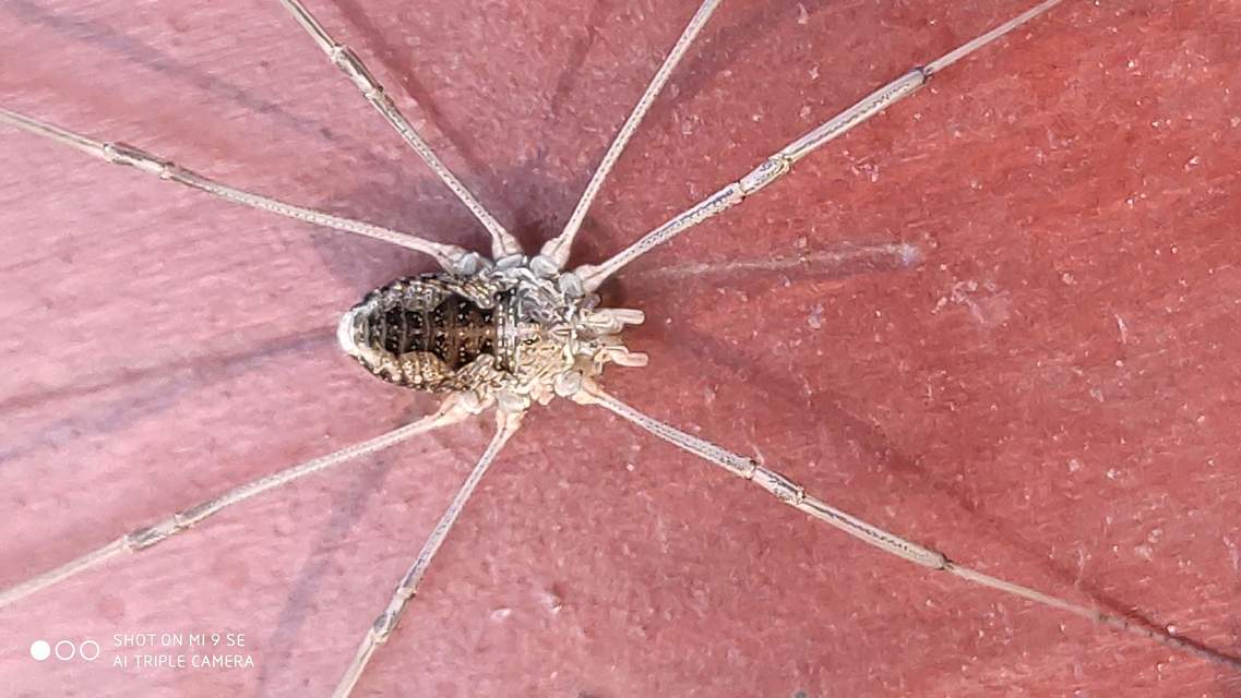 Mitopus morio