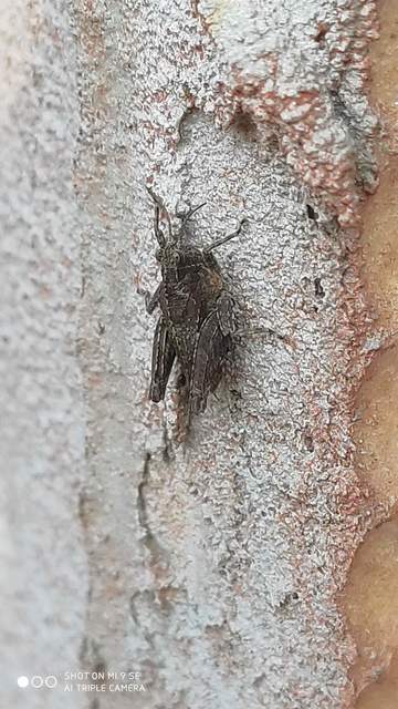 Tetrix tenuicornis - vékonycsápú tövishátúsáska