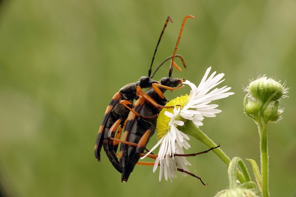Strangalia attenuata - nyurgacincér