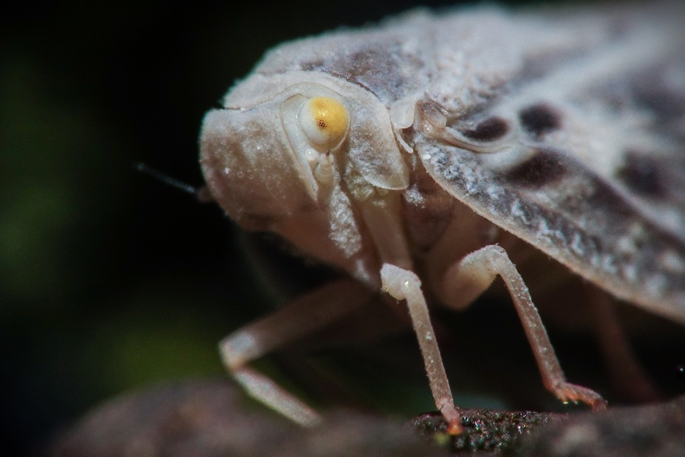 Metcalfa pruinosa - amerikai lepkekabóca