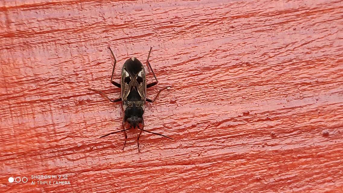 Rhyparochromus vulgaris - közönséges díszesbodobács
