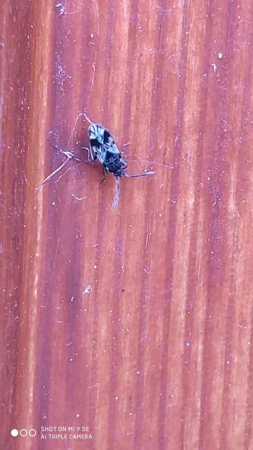 Scolopostethus