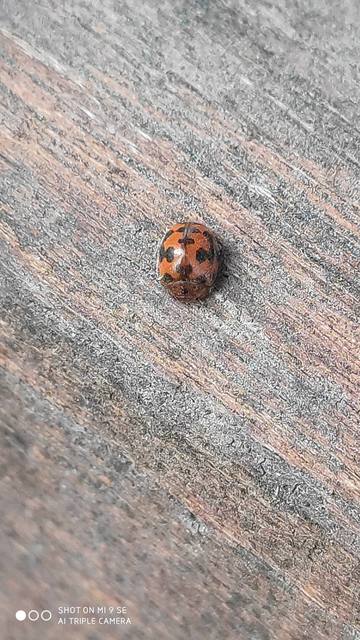 Subcoccinella vigintiquatuorpunctata - lucernaböde