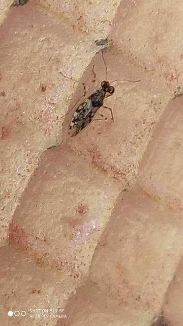 Leptopus marmoratus - kövipoloska