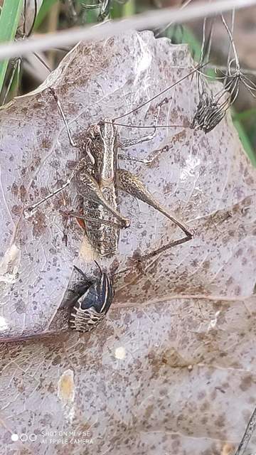 Rhacocleis germanica - német szöcske