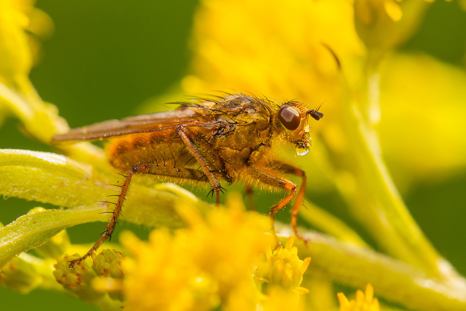 Scathophaga stercoraria - közönséges trágyalégy