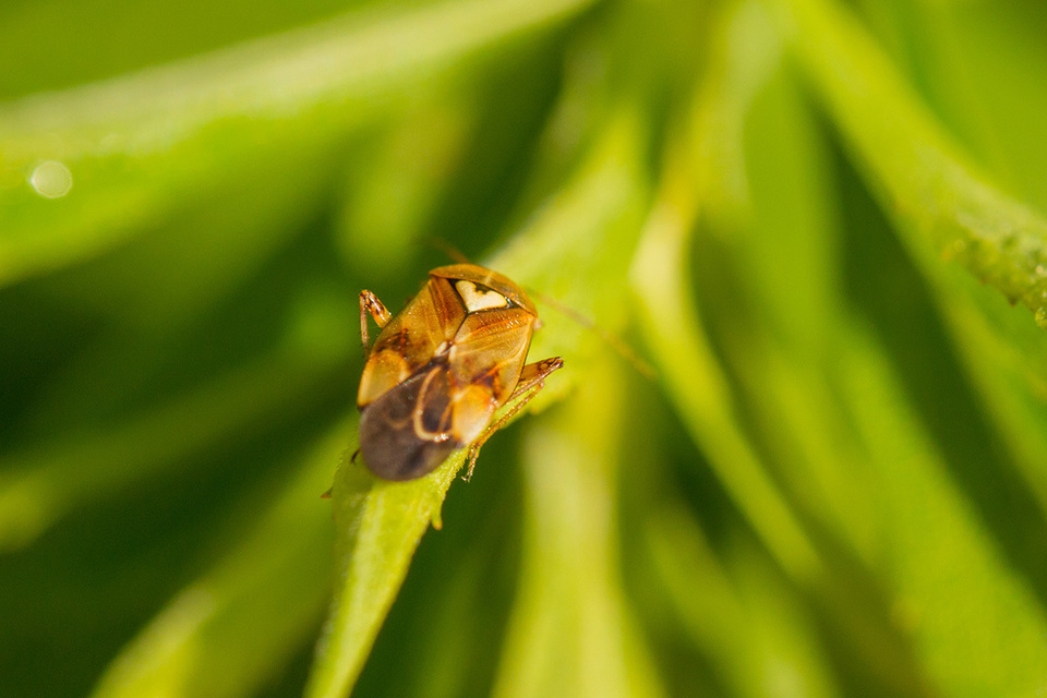 Lygus pratensis - változó mezeipoloska