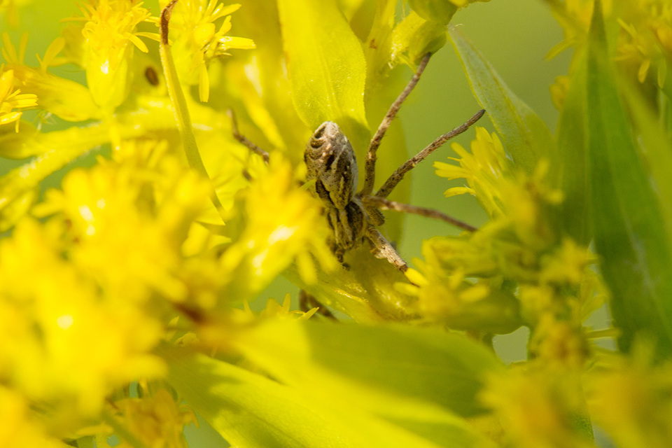 Rhysodromus histrio