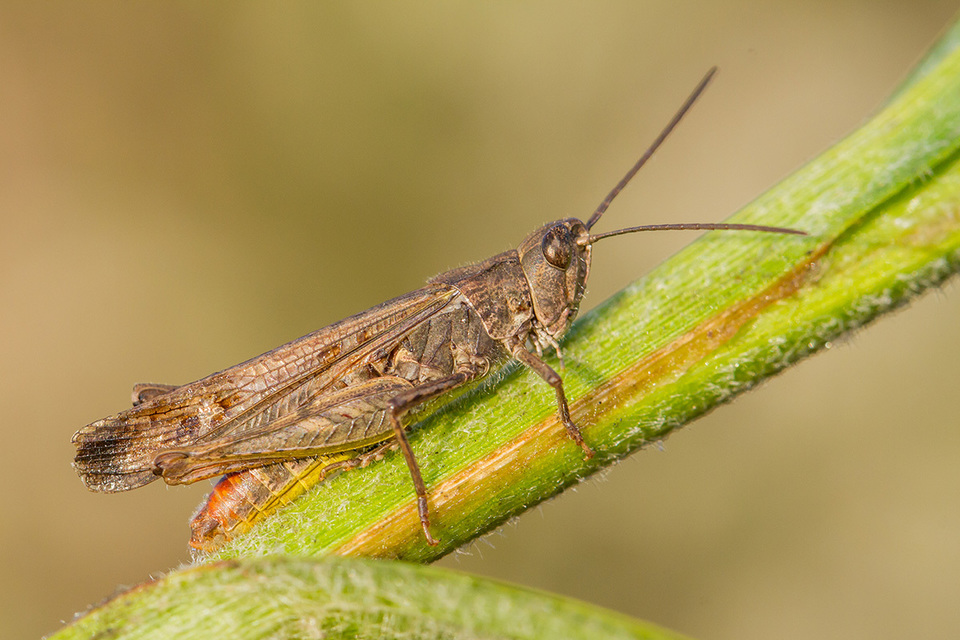 Chorthippus mollis - halk tarlósáska