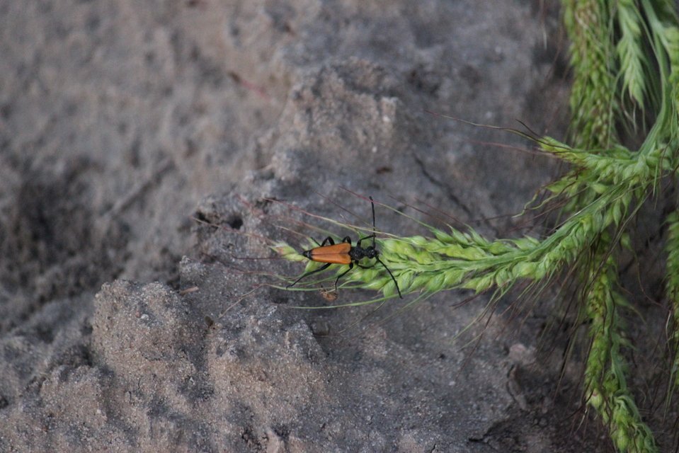 Stictoleptura fulva - vörhenyes virágcincér