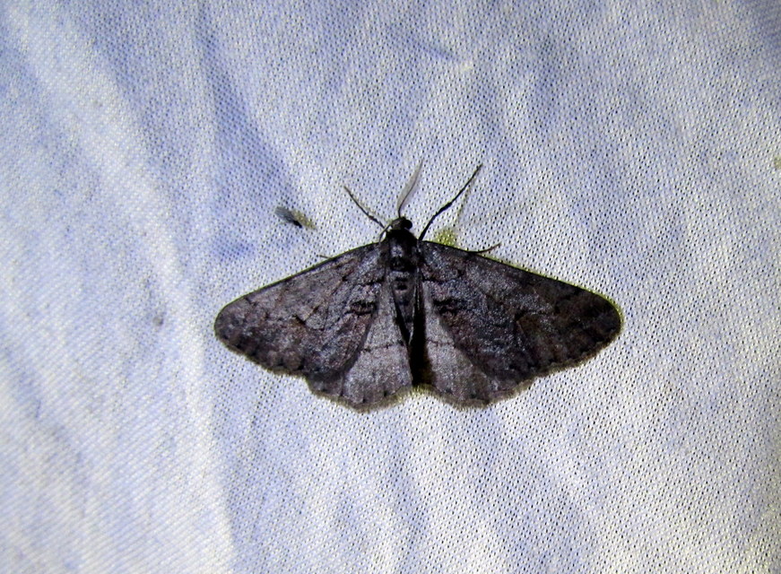 Agriopis bajaria - kökény-téliaraszoló