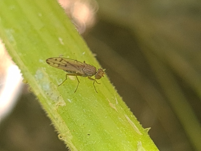 Opomyza
