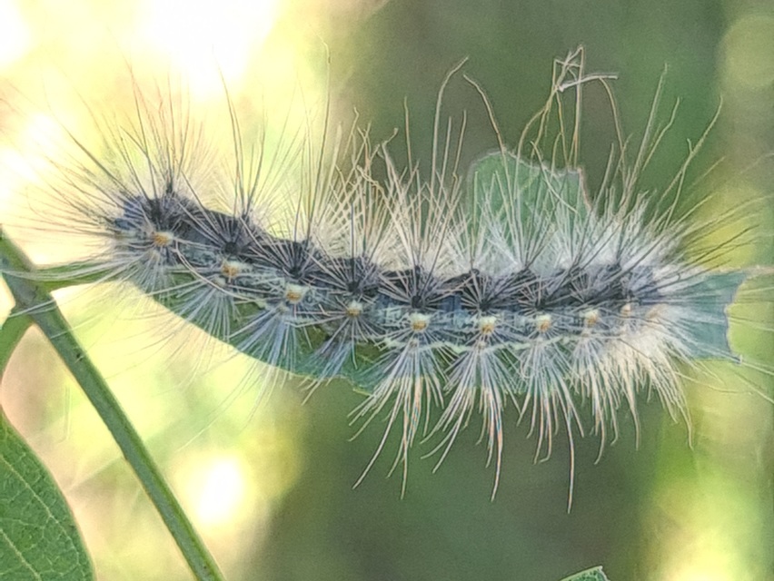 Hyphantria cunea - amerikai fehér medvelepke