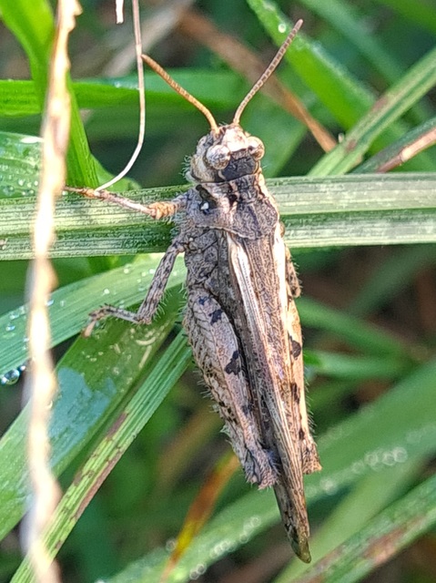 Acrotylus insubricus - önbeásósáska