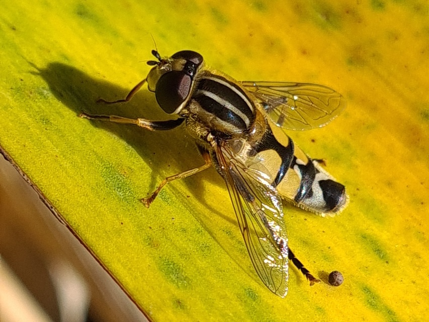 Helophilus trivittatus - nagy mocsárilégy